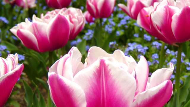 I fiori come i libri ci aprono al pensiero