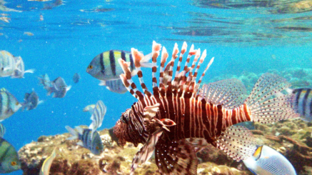 Turista partorisce nel mar rosso: le immagini diventano virali