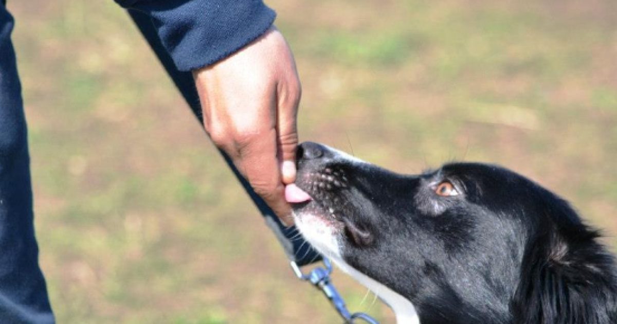 Bocconi Avvelenati: Il Caso Di Iseo, Il Paese Dei Cani Ammazzati