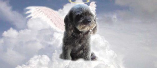 Pregunta: ¿Las mascotas van al cielo?