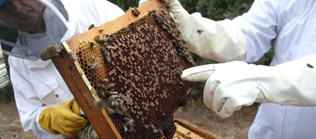 En Bjelovar, los apicultores de toda Croacia y ocho países europeos se reunieron para presentar todo lo que las abejas pueden producir. En Bjelovar, los apicultores de toda Croacia y ocho países europeos se reunieron para presentar todo lo que las abejas pueden producir.