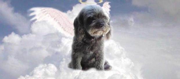 Pregunta: ¿Las mascotas van al cielo? Pregunta: ¿Las mascotas van al cielo?