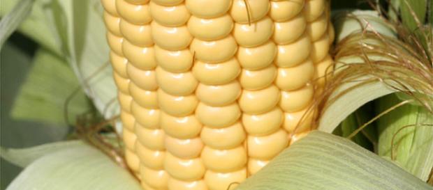 Los alimentos transgénicos son dañinos. Los alimentos transgénicos son dañinos.