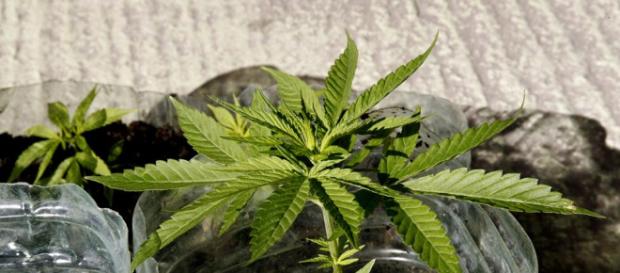 Marihuana - mundodeportivo.com Marihuana - mundodeportivo.com