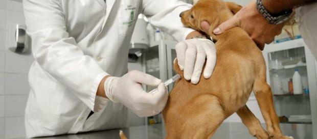 Vacunas caninas y la importancia para la salud | EROSKI CONSUMER - consumer.es Vacunas caninas y la importancia para la salud | EROSKI CONSUMER - consumer.es