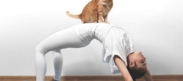 Yoga con gatitos, nueva moda para liberar estrés - El Diario de ... - eldiariodevictoria.com Yoga con gatitos, nueva moda para liberar estrés - El Diario de ... - eldiariodevictoria.com