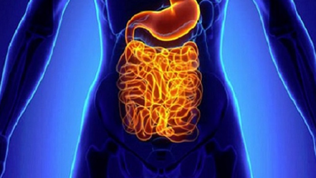 Una nuova ricerca americana, in laboratorio, ha dimostrato i vantaggi di una dieta ipocalorica in presenza di una condizione di stress esterno.