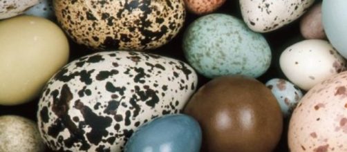 He aquí por qué diferentes huevos de aves tienen diferentes formas