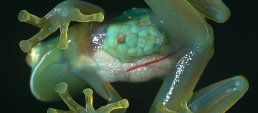 Una rana de cristal recientemente descubierta luce una piel transparente que revela la mayoría de sus órganos internos, incluido su corazón