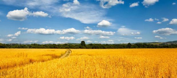 Problemas económicos, ponen en riesgo la agricultura de Ucrania Problemas económicos, ponen en riesgo la agricultura de Ucrania