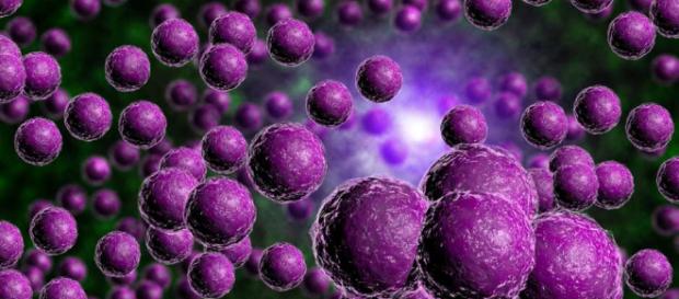 Las superbacterias más peligrosas para la humanidad | El Diario NY - eldiariony.com Las superbacterias más peligrosas para la humanidad | El Diario NY - eldiariony.com