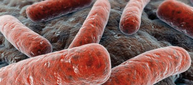 Sorprendente técnica de constatada eficacia: el trasplante fecal ... - dsalud.com Sorprendente técnica de constatada eficacia: el trasplante fecal ... - dsalud.com