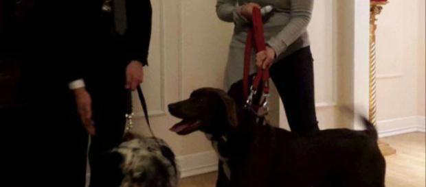 Terremoto: adottati Jack e Lola, i due cani ora salvano i ... - velvetpets.it Terremoto: adottati Jack e Lola, i due cani ora salvano i ... - velvetpets.it
