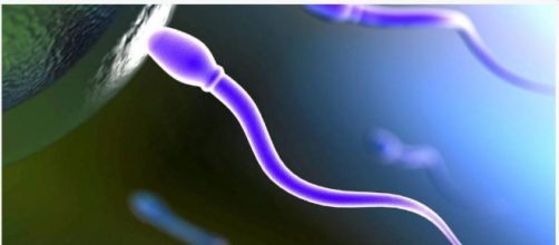 Spermatozoi in calo e rischi per la salute