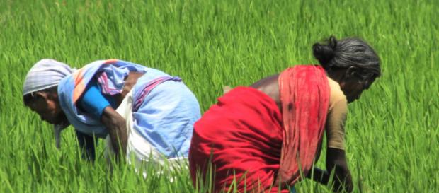 Con la tecnología, los agricultores pueden comercializar mejor sus productos Con la tecnología, los agricultores pueden comercializar mejor sus productos