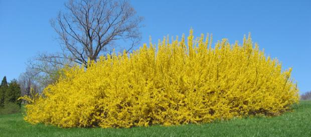 Forsythia spp. - floridata.com Forsythia spp. - floridata.com