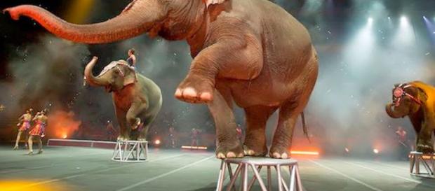 Así fue la despedida de Circo de Ringling Bros. después de casi 150 años Así fue la despedida de Circo de Ringling Bros. después de casi 150 años