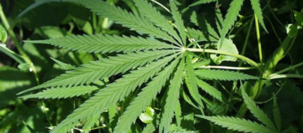 10 motivos por los que no es 'cool' fumar marihuana - huffingtonpost.es 10 motivos por los que no es 'cool' fumar marihuana - huffingtonpost.es