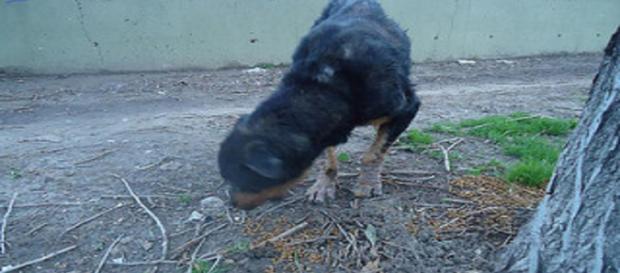 Canino domestico con lesiones alopecias por sarna Canino domestico con lesiones alopecias por sarna