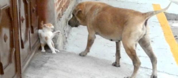 Dogs Vs. Cats: which are smarter? Dogs Vs. Cats: which are smarter?