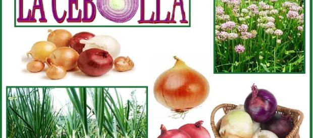 LA CEBOLLA | Las Plantas Curativas de Dios - wordpress.com LA CEBOLLA | Las Plantas Curativas de Dios - wordpress.com