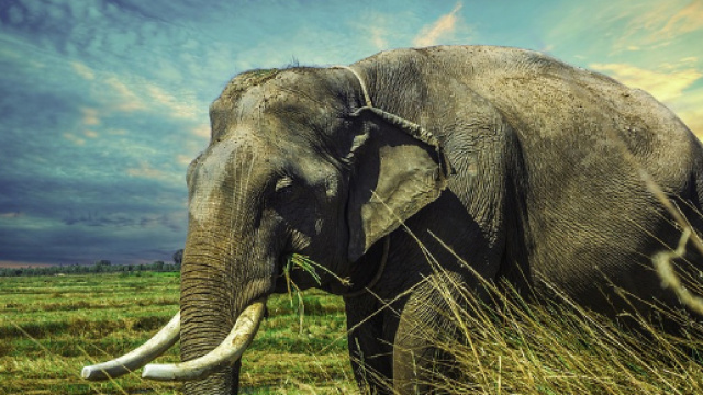 Animali trattati come trofei: l'orrore della caccia