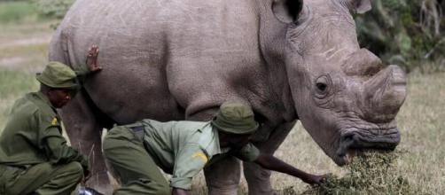 Sudan, l'ultimo rinoceronte bianco, prova a salvarsi dall ... - artspecialday.com