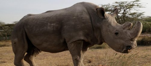 Foto ritraente "Sudan", maschio di rinoceronte bianco settentrionale morto oggi. (Fonte: The Independent)