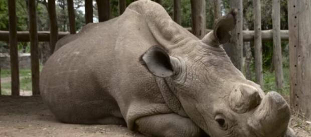 Facing Extinction: an encounter with the last male northern white rhino - Image credit -Earth Touch | YouTube Facing Extinction: an encounter with the last male northern white rhino - Image credit -Earth Touch | YouTube