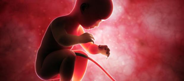 Gravidanza,prodotti con bisfenolo A pericolosi per il feto, ecco quali sono Gravidanza,prodotti con bisfenolo A pericolosi per il feto, ecco quali sono