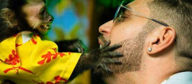 Macaco do cantor Latino morre atropelado Macaco do cantor Latino morre atropelado