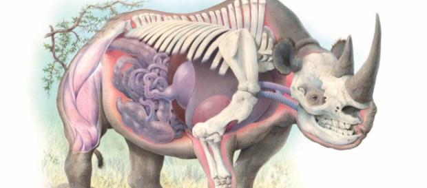 Rinoceronte | Animais | Pinterest | Rinocerontes, Anatomia ... - pinterest.cl Rinoceronte | Animais | Pinterest | Rinocerontes, Anatomia ... - pinterest.cl