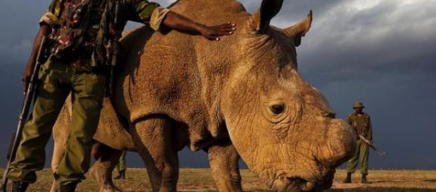 Zum Schutz gegen Wilderer: Letztes Weißes Nashorn wird 24 Stunden ... - focus.de Zum Schutz gegen Wilderer: Letztes Weißes Nashorn wird 24 Stunden ... - focus.de