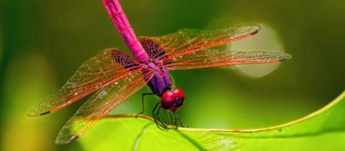 Las libélulas falsifican la muerte para evitar el acoso sexual