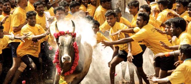 Now Aadhaar mandatory for Jallikattu in Madurai | Tamil Nadu News - india.com Now Aadhaar mandatory for Jallikattu in Madurai | Tamil Nadu News - india.com