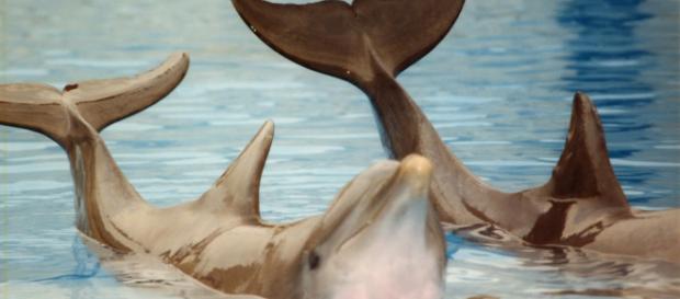 Pescadores encuentran delfines. - blogspot.com Pescadores encuentran delfines. - blogspot.com