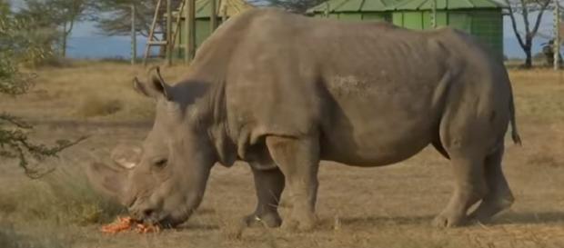 Sudan the rhino has died - Image credit - The Guardian | YouTube Sudan the rhino has died - Image credit - The Guardian | YouTube
