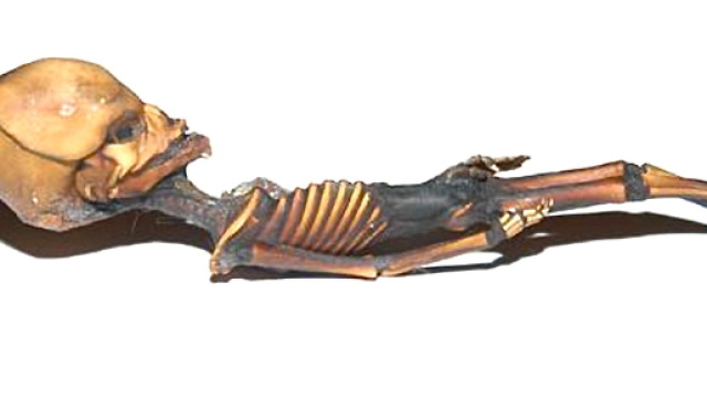 Alieno di Atacama: si tratta di un feto umano