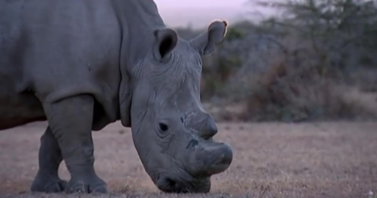 Sudan, the last male northern white rhinoceros, died Monday