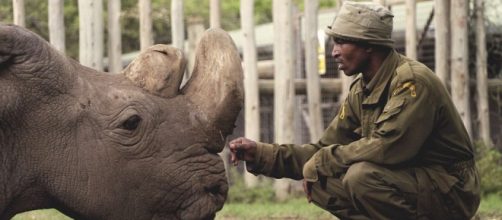 Muere en Kenia el último macho de rinoceronte blanco del norte ... - portalnet.cl