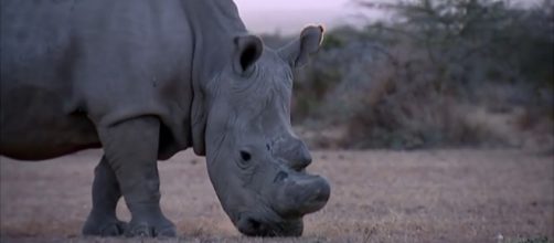 Sudan the last male northern white rhino died Monday [Image source: ITVNews/Youtube]