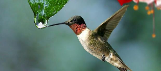 Colibríes, conocidos como picaflores, zumbadores, son un conjunto de aves apodiformes endémicas de América que cuenta con más de 300 especies Colibríes, conocidos como picaflores, zumbadores, son un conjunto de aves apodiformes endémicas de América que cuenta con más de 300 especies