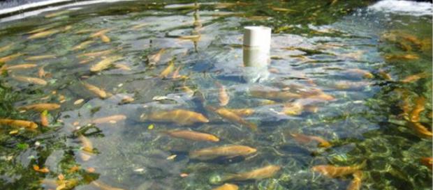 Fish farming - Image credit - Bytemarks | Flickr Fish farming - Image credit - Bytemarks | Flickr