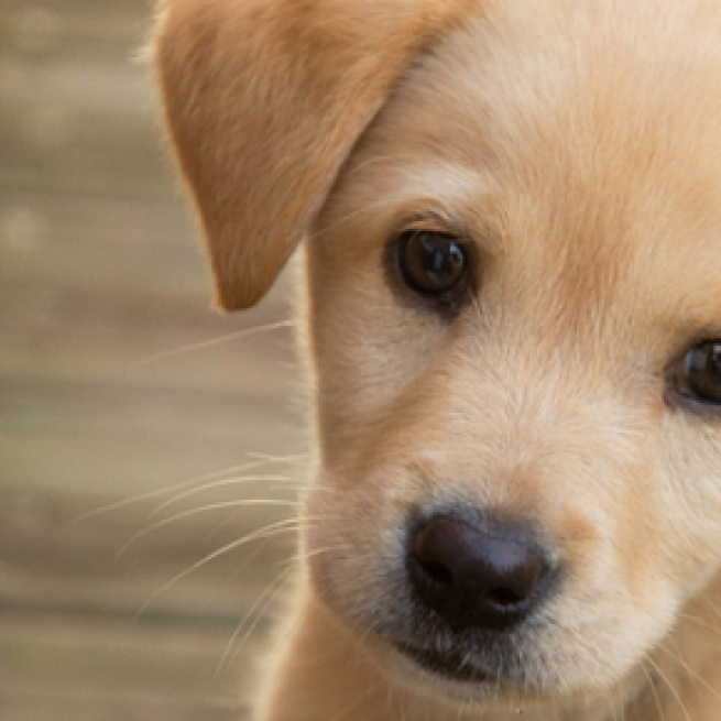 Today is all about the puppies! [Image Credit: Mashable Watercooler/YouTube]