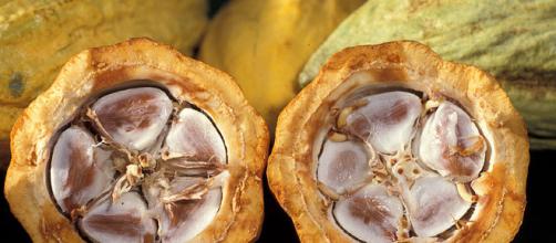 La ricchezza antiossidante dei flavonoidi del cacao