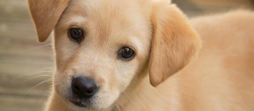 Today is all about the puppies! [Image Credit: Mashable Watercooler/YouTube]