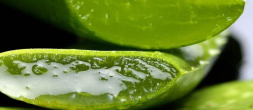 Cómo usar el maravilloso Aloe vera para aprovechar sus beneficios