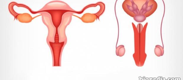Imagenes De Sistema Reproductor - Una parte por millón - unapartepormillon.com Imagenes De Sistema Reproductor - Una parte por millón - unapartepormillon.com