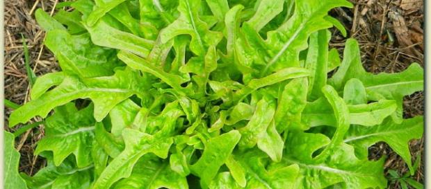 Es un buen momento para planificar y soñar con nuestro huerto de primavera-verano Es un buen momento para planificar y soñar con nuestro huerto de primavera-verano