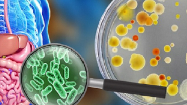 La flora intestinale ha un ruolo centrale per il nostro benessere, ma questo equilibrio &egrave; minacciato da molti fattori esterni